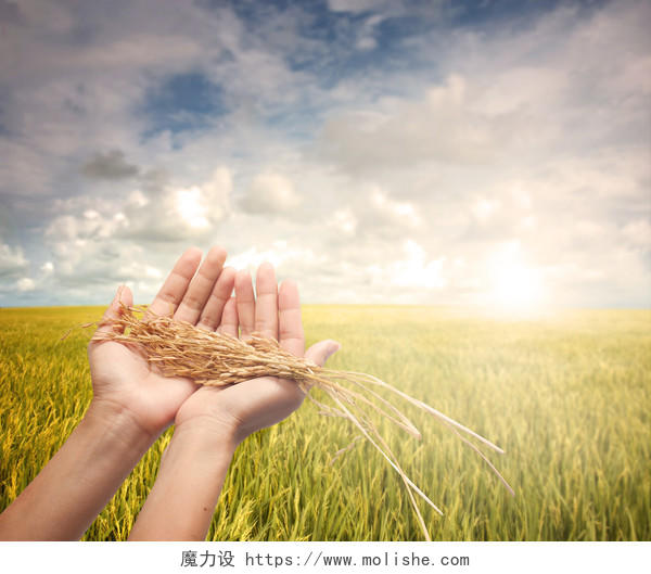 手捧麦穗白云下一望无际广阔的金灿灿的麦田成熟的麦田田野自然风景图希望的田野